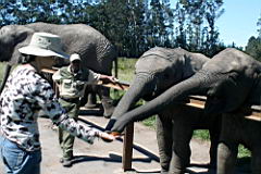 elephants a knysna elephants IMG_2988.JPG